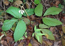 Young plant: Ampelocissus elegans (Woolly Button Vine) photo
